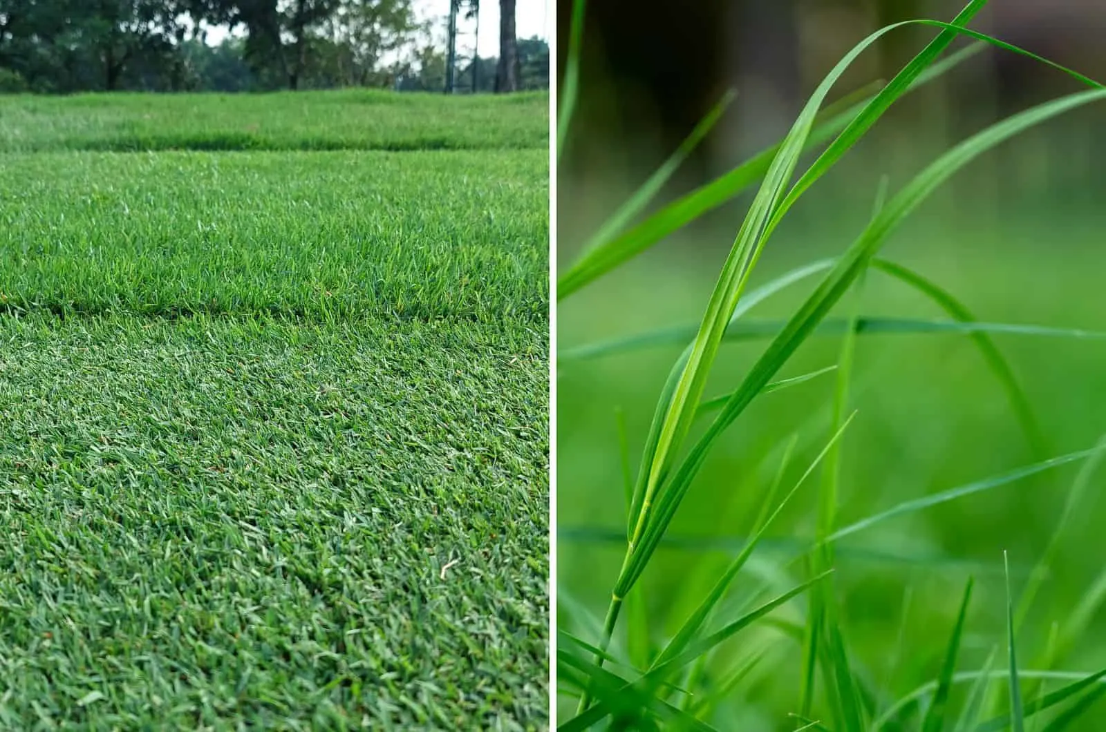 Zoysia and Bermuda grass photos side by side