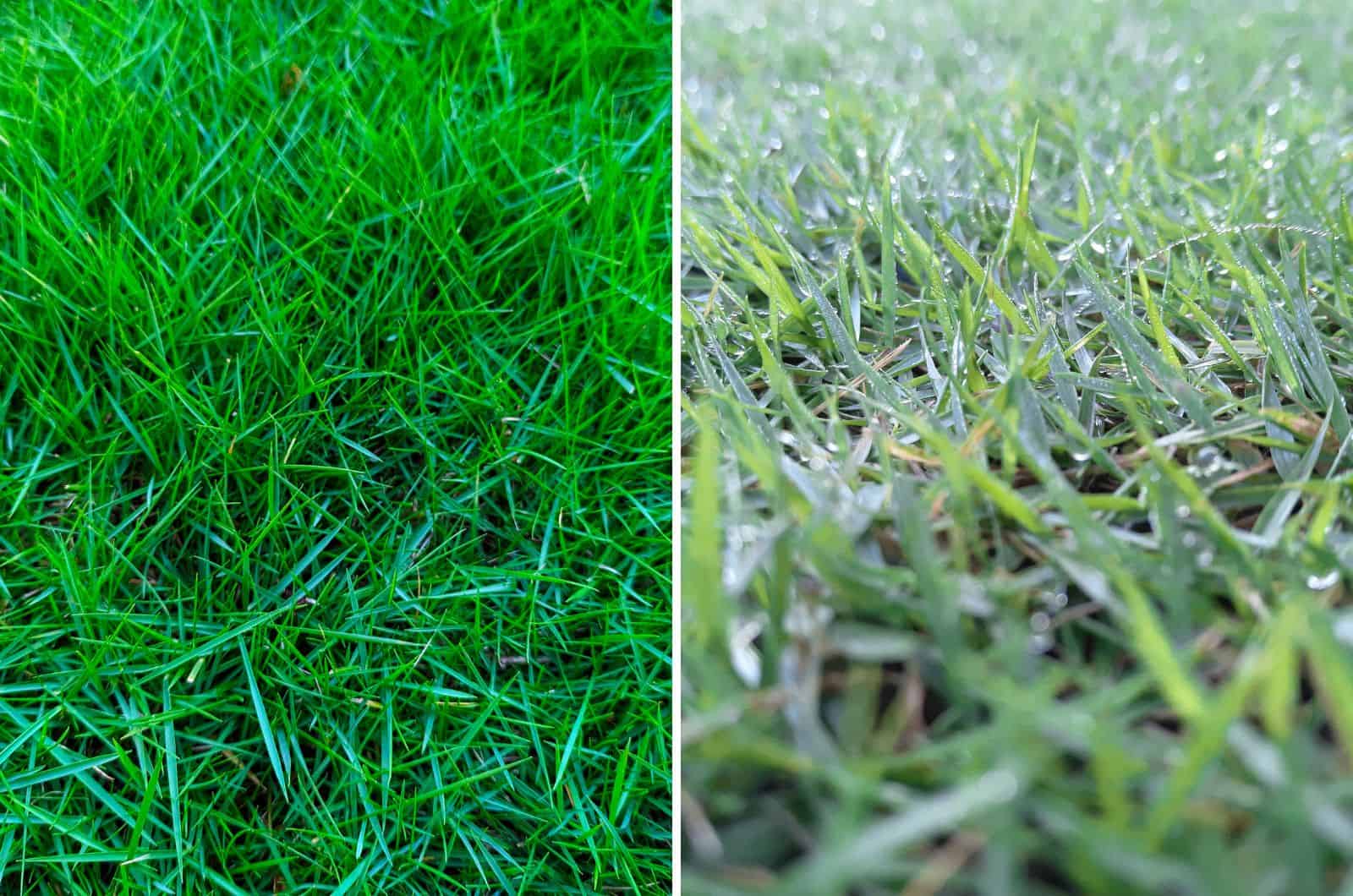 Zoysia and Bermuda grass photos