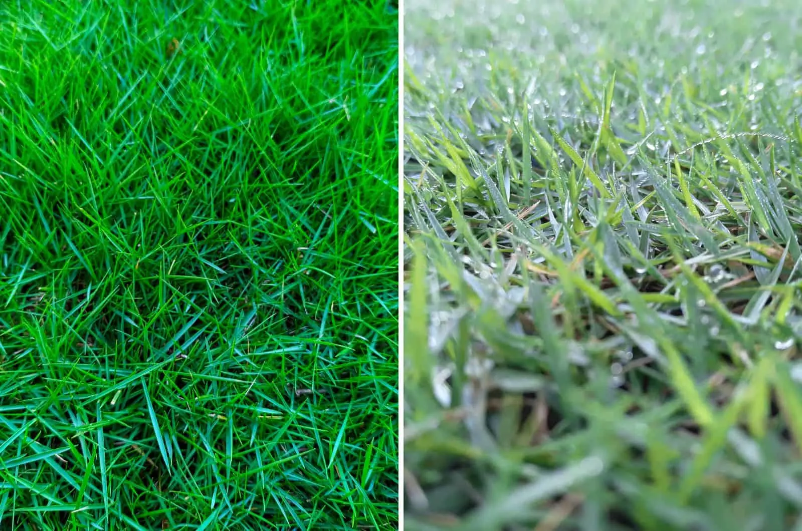 Zoysia and Bermuda grass photos