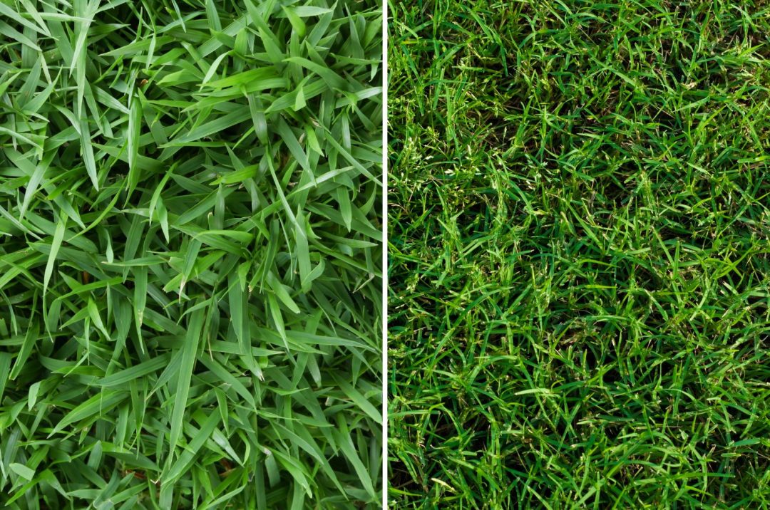 Which Grass Type Is Better: Zoysia vs Bermuda