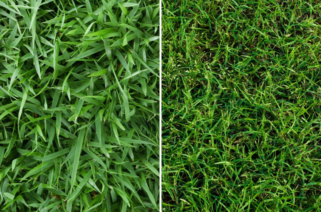 Zoysia Grass Compared To Bermudagrass At Judy Acosta Blog Zoysia Grass Compared To Bermudagrass At Judy Acosta Blog