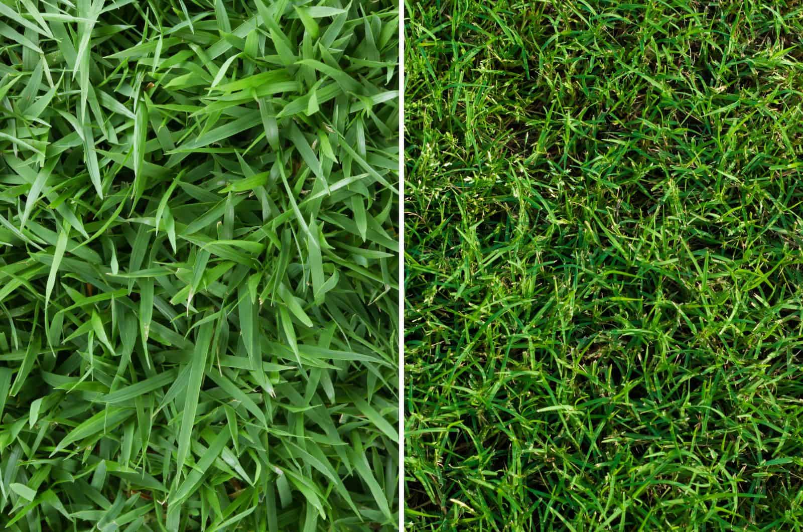 Zoysia and Bermuda grass side by side