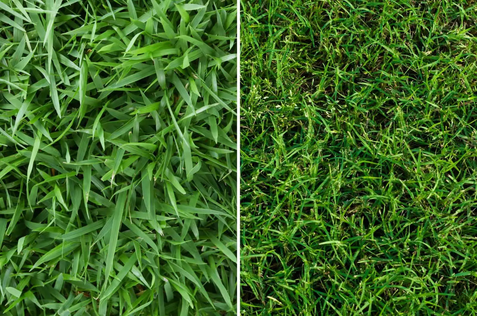 Which Grass Type Is Better: Zoysia Vs Bermuda