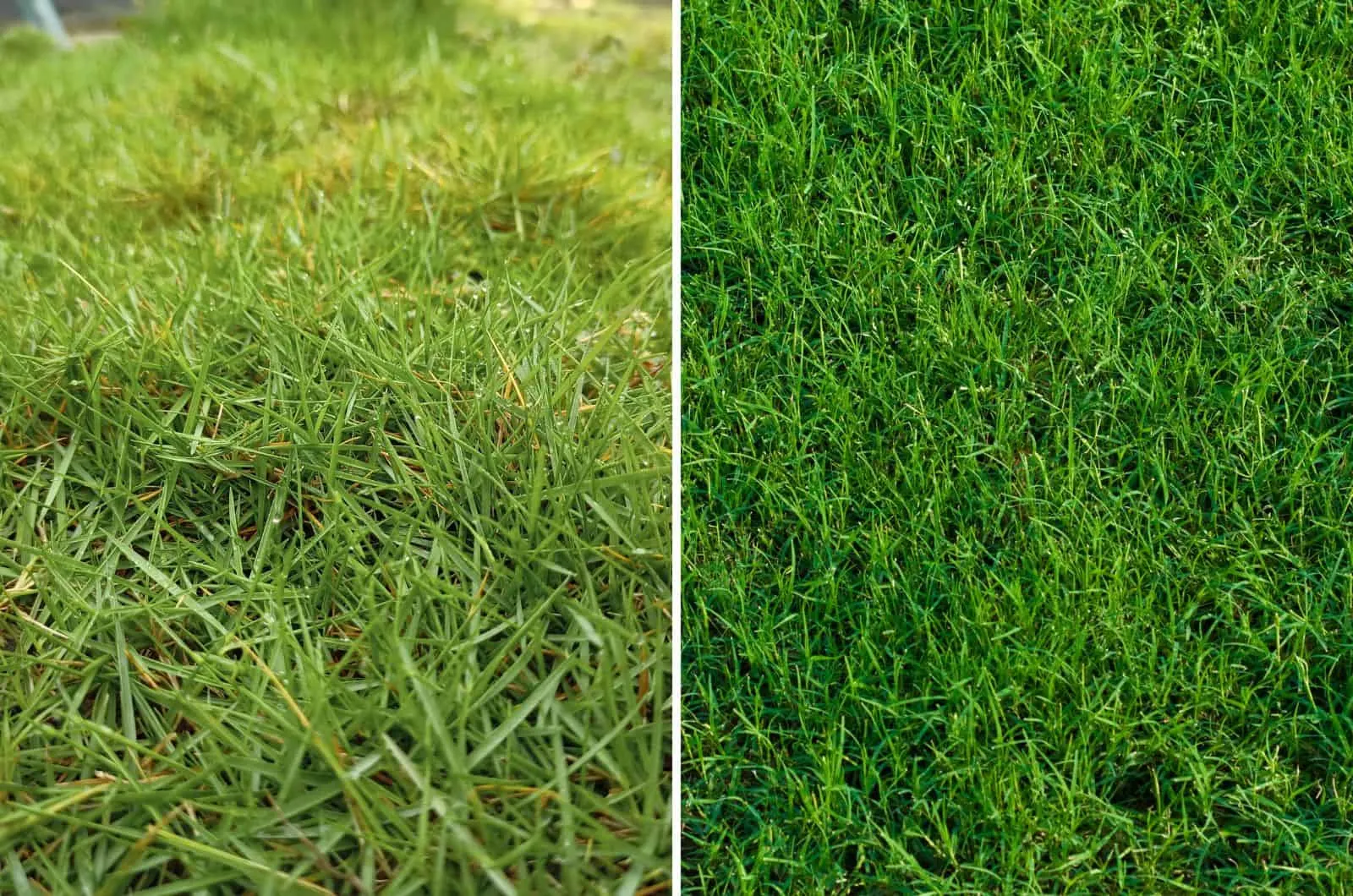 Zoysia and Bermuda grass