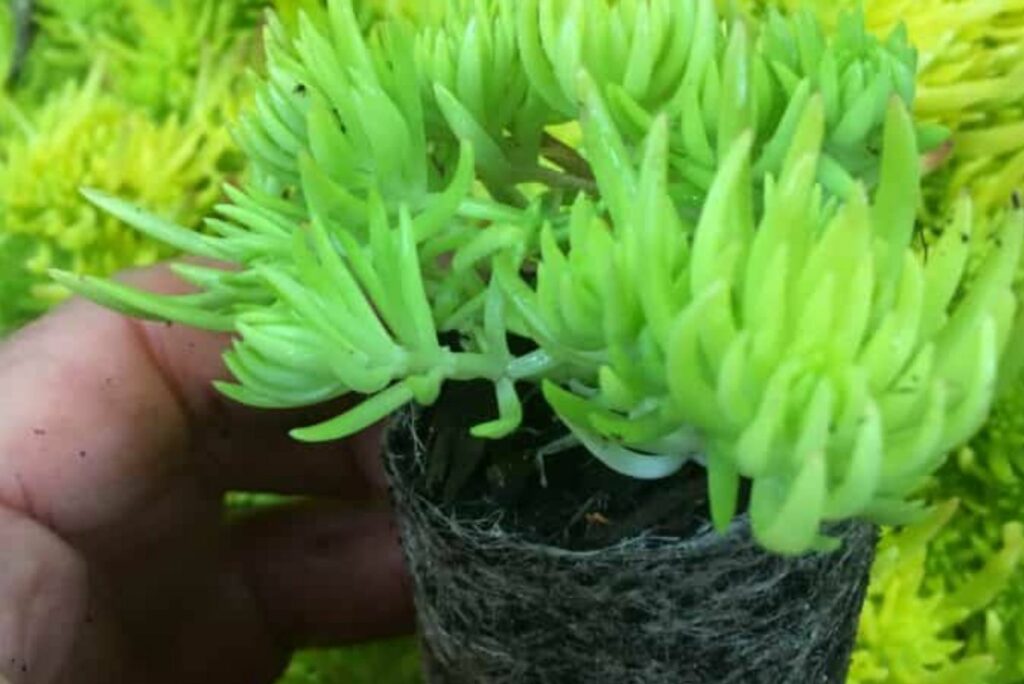 a man transplants lemon ball sedum