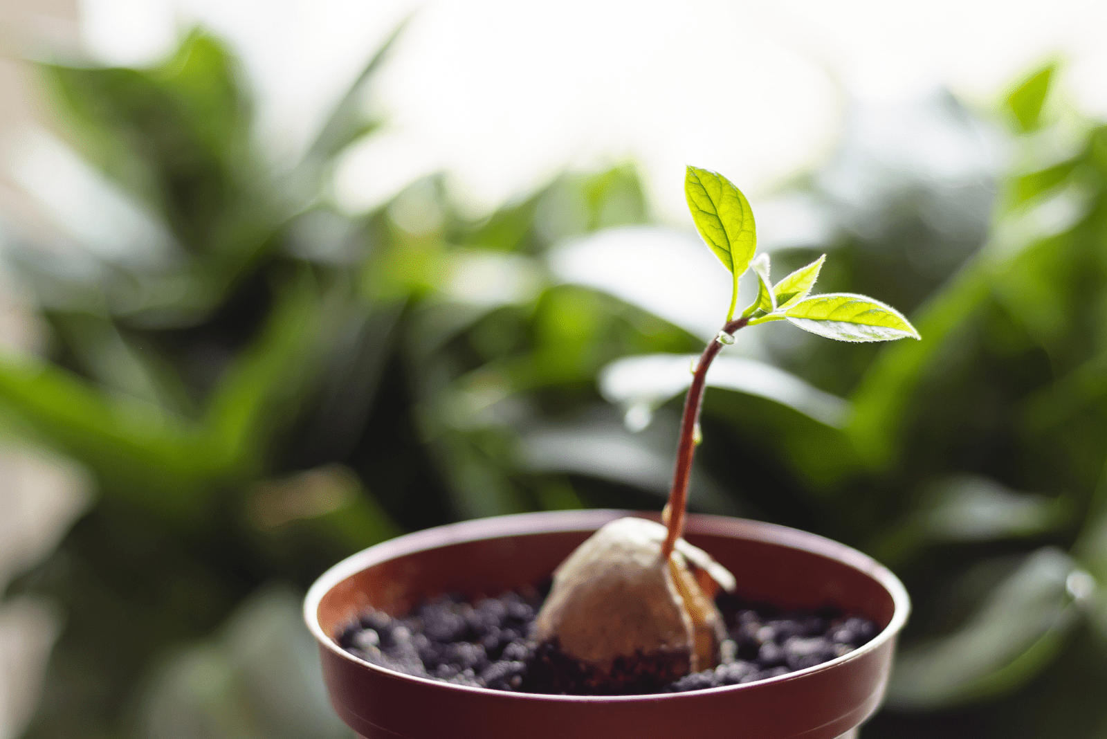 a potted avocado sprouting