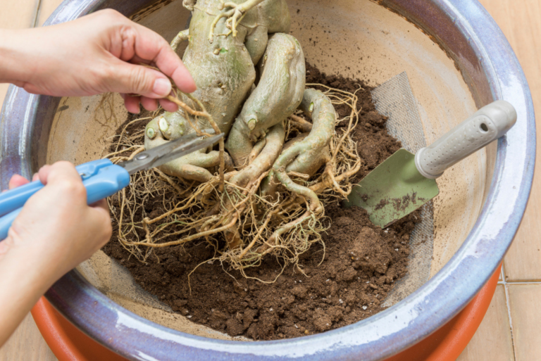 Beginner Friendly Step-by-step Guide To Repotting Bonsai