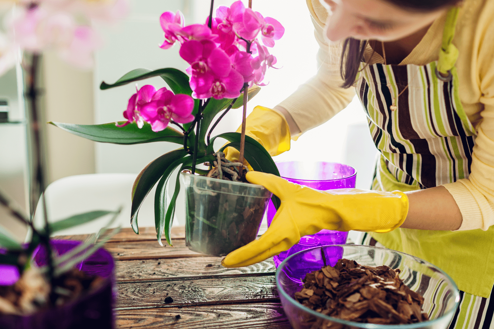 a woman transplants an orchid