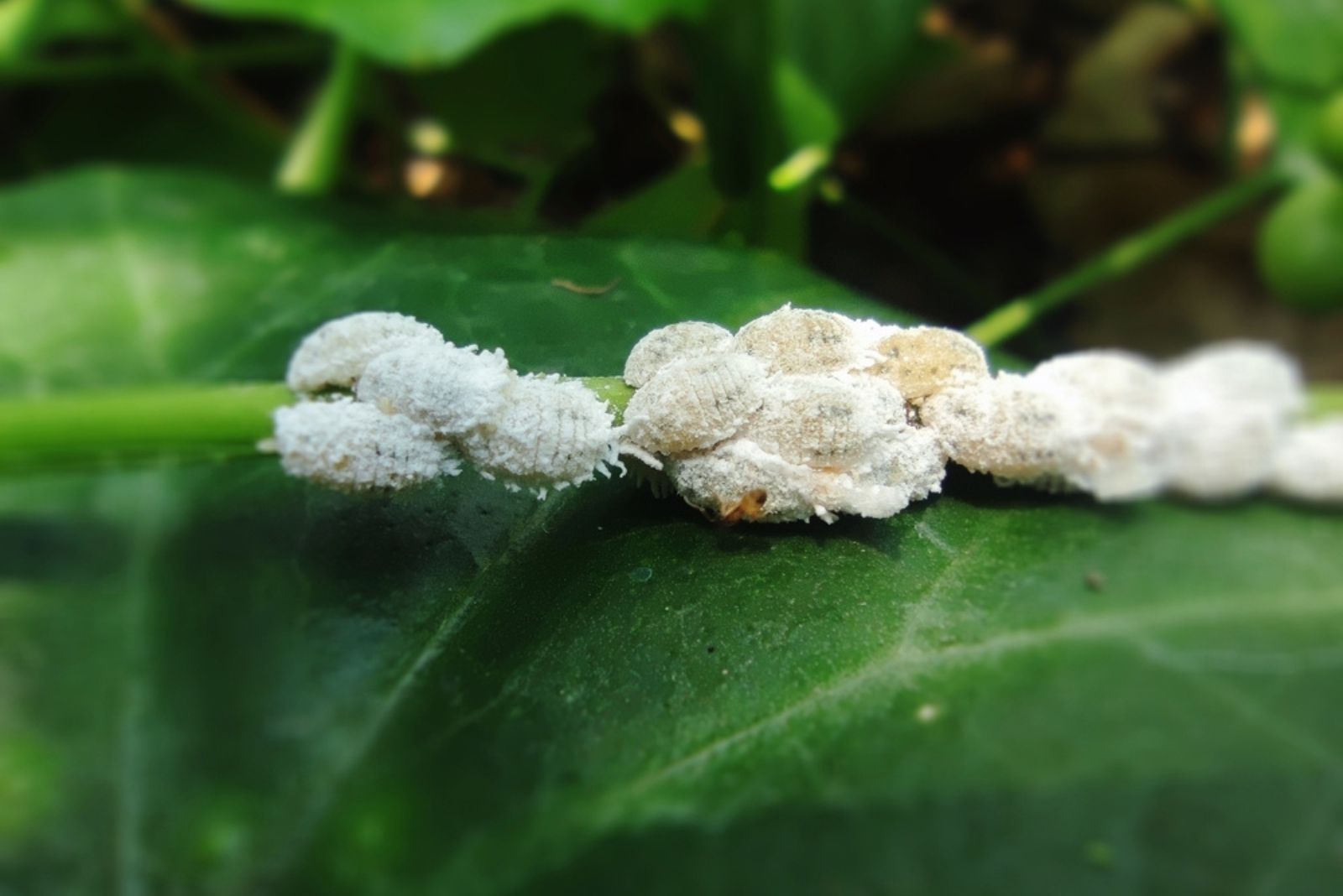 aphids on leaf