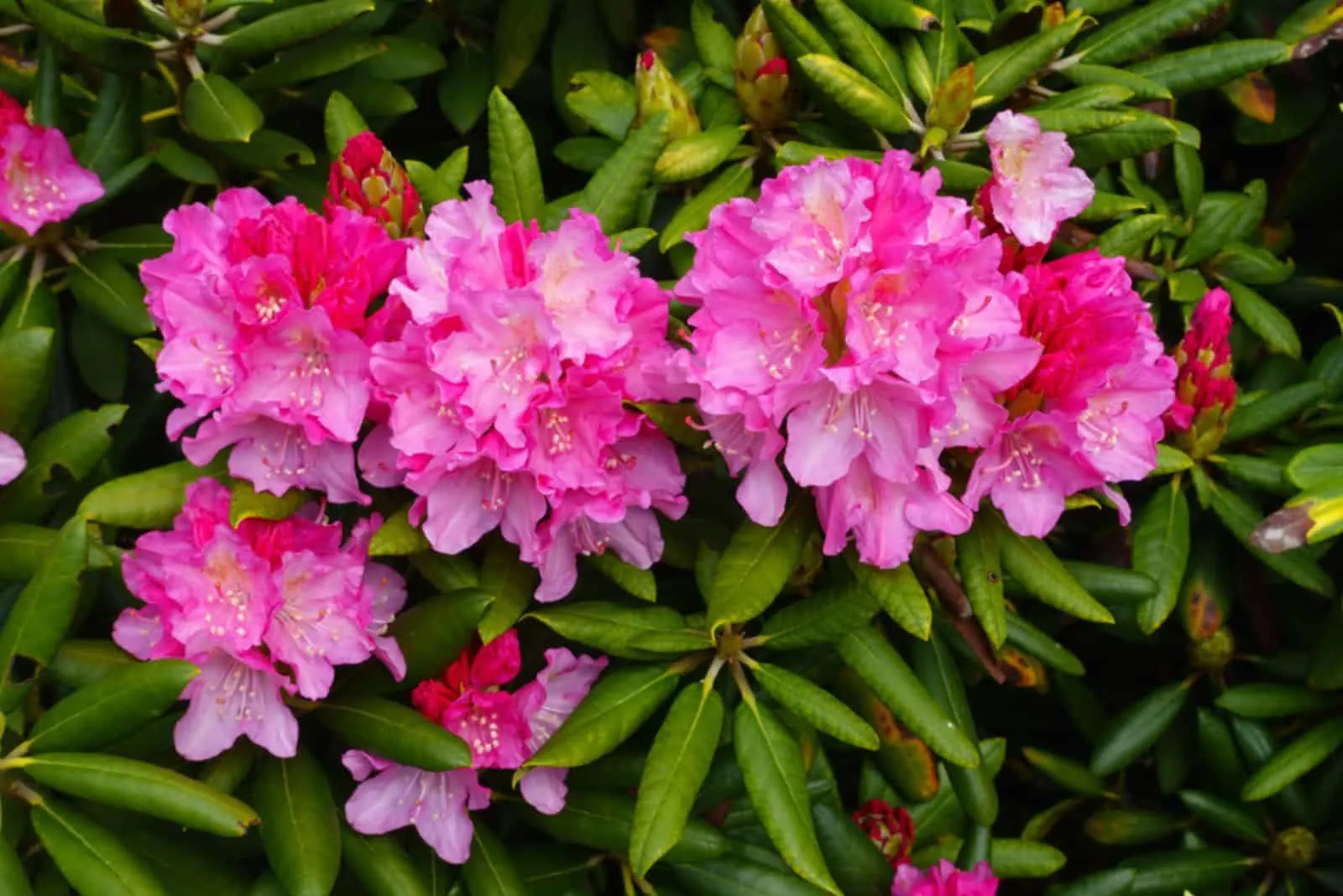 beautiful blooming rhododendron or azalea flowers