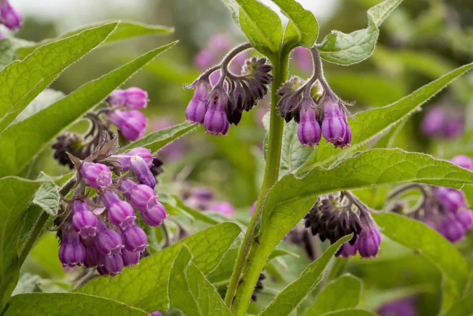 beautiful flower comfrey blooming in a field or a meadow