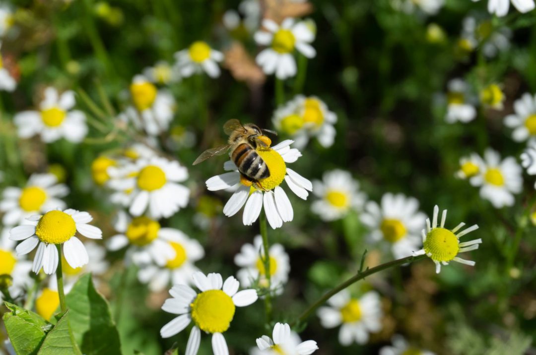 List Of Chamomile Companion Plants & Plants You Should Avoid