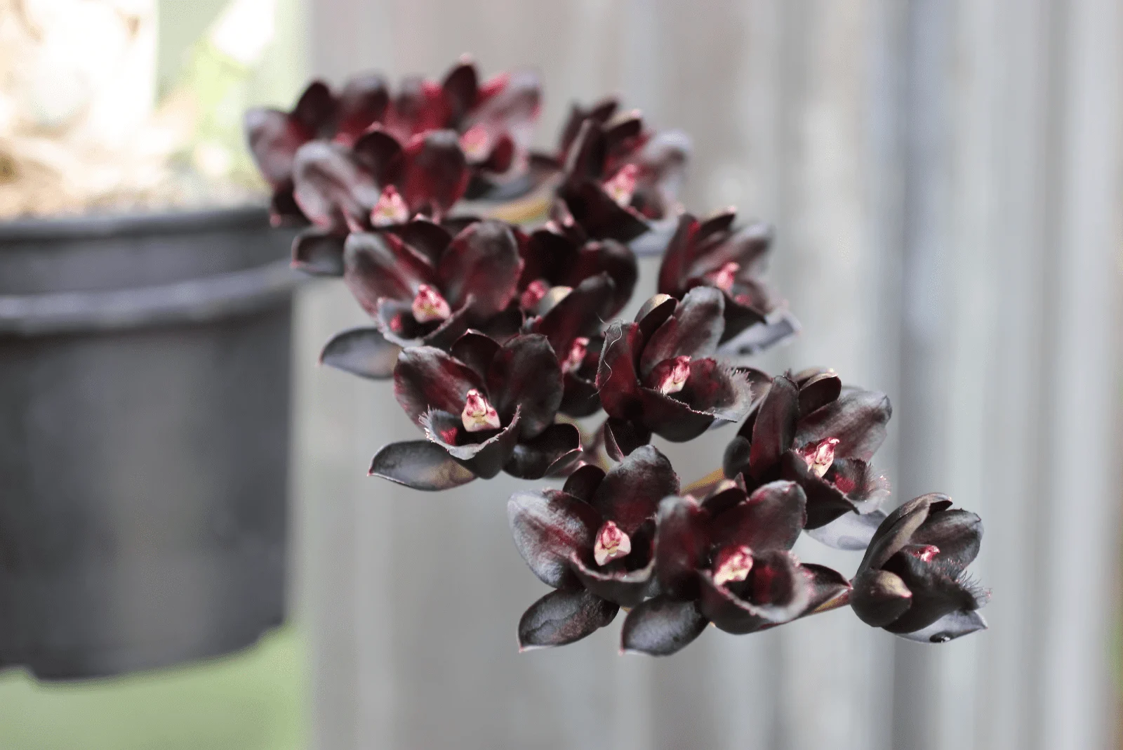 black orchid in a black pot
