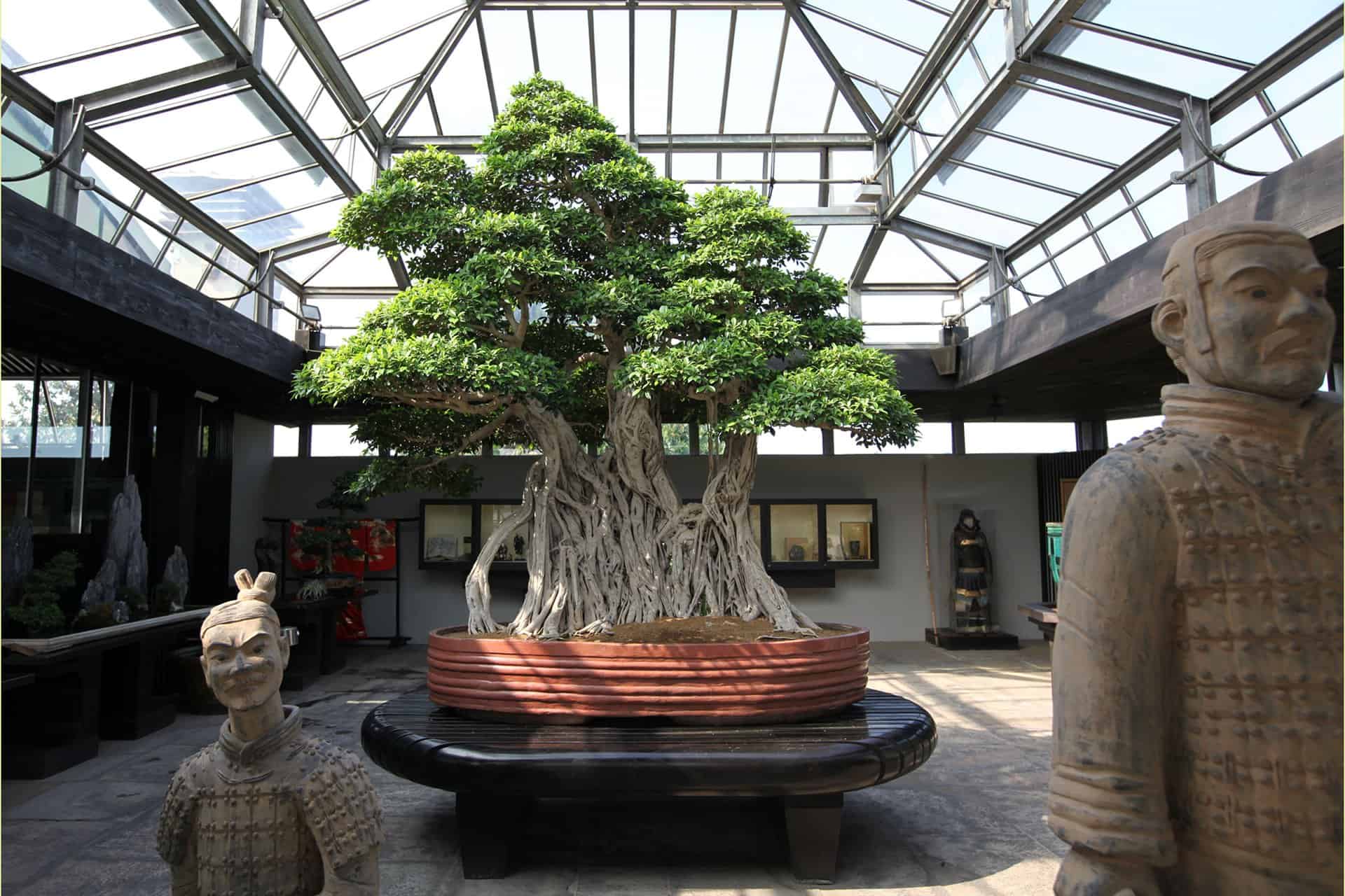 bonsai from crespi museum
