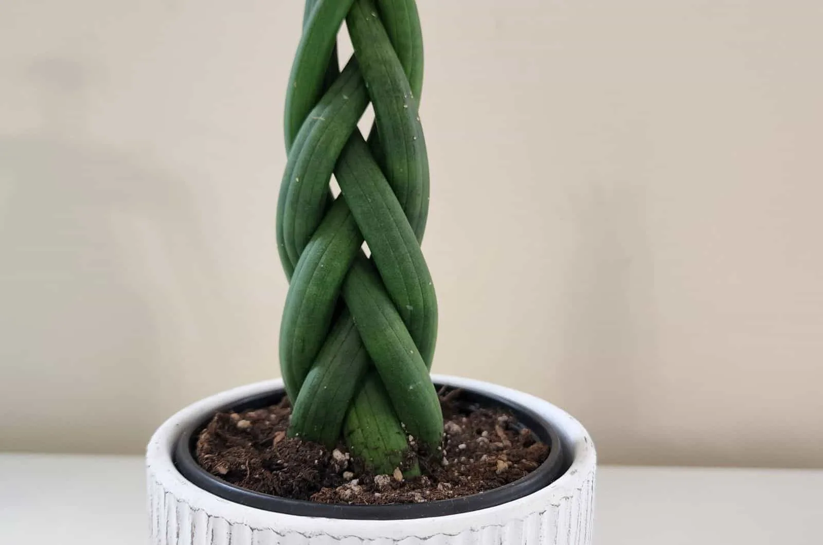 braided snake plant in a pot