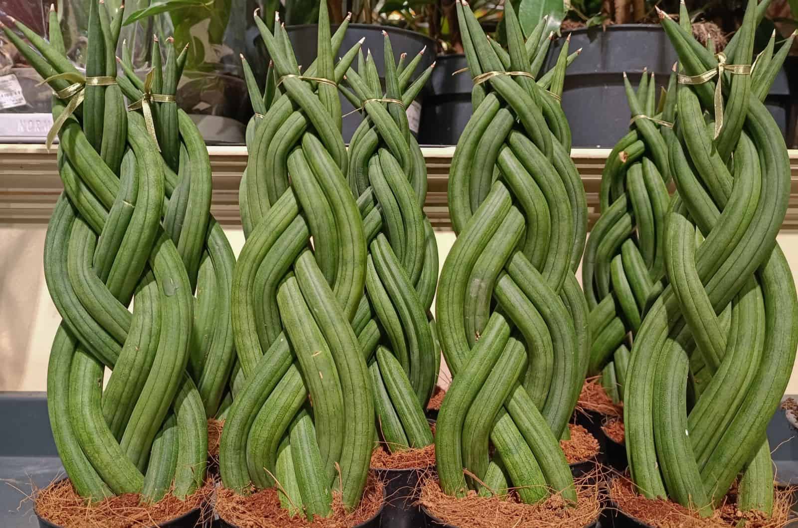 braided snake plants