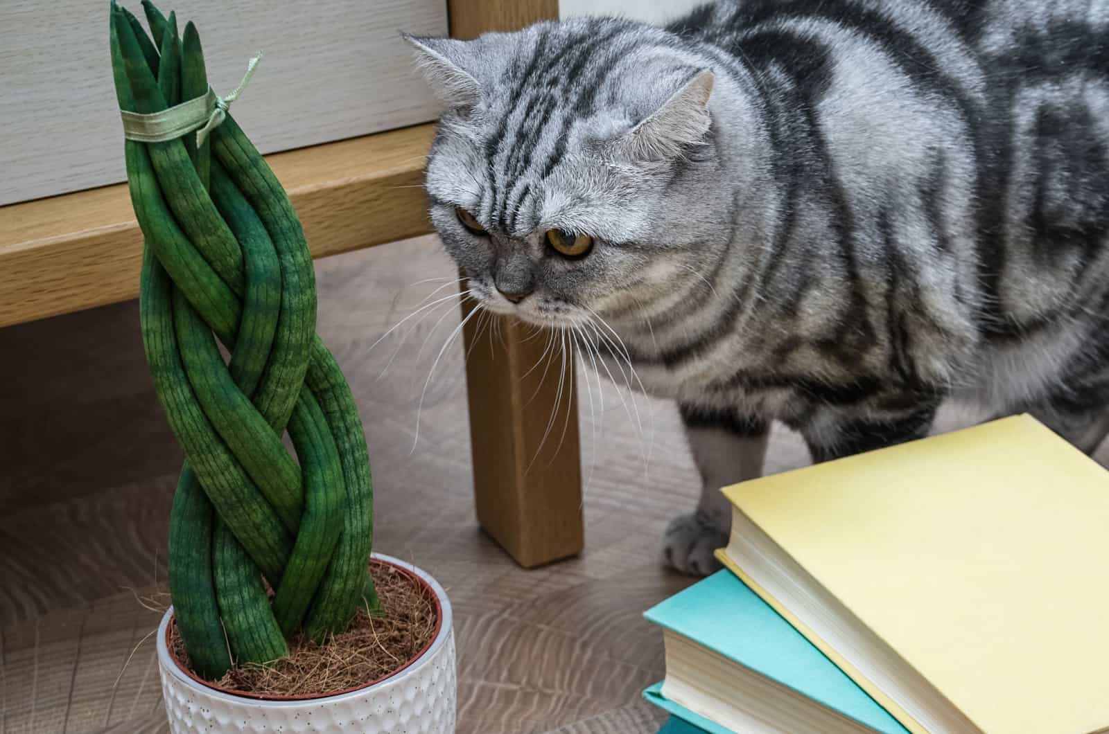 cat looking at a braided snake plant