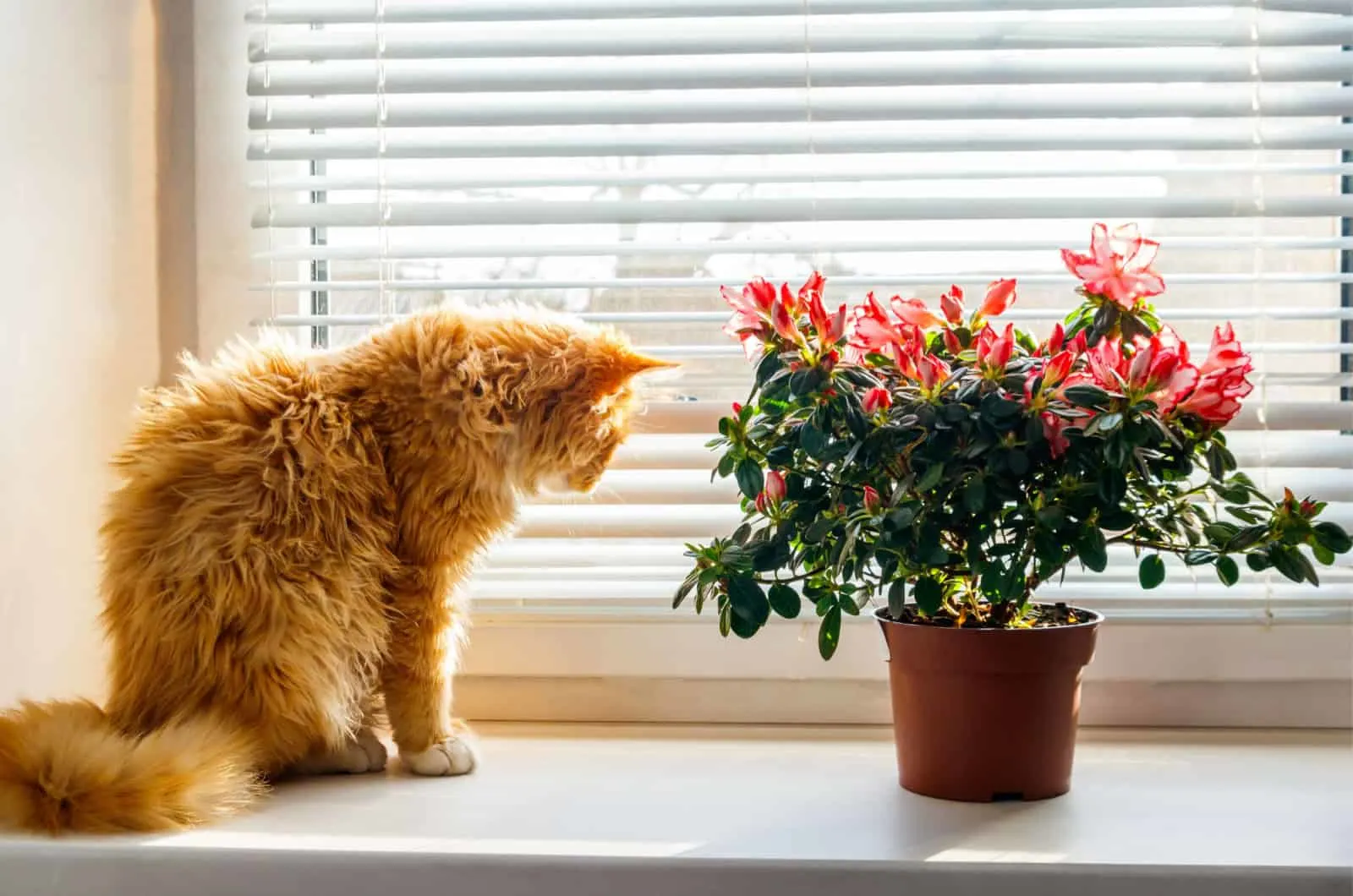 cat next to azalea plant