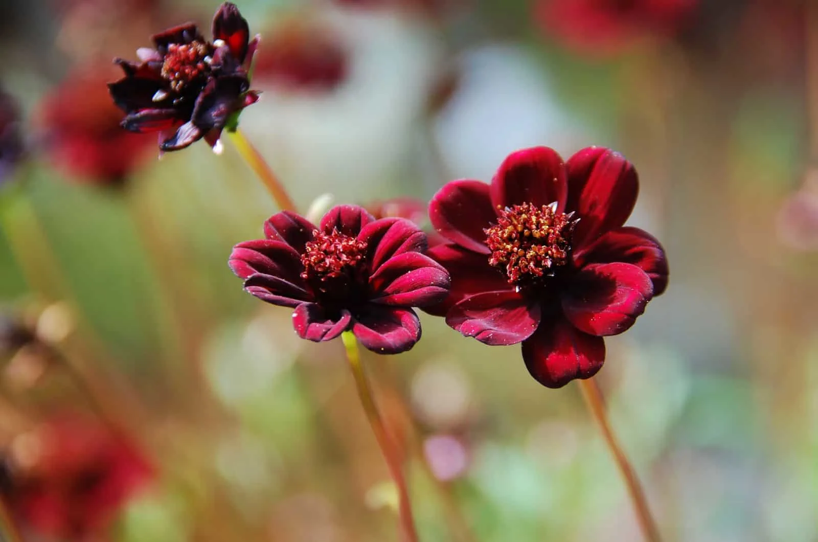 Cosmos atrosanguineus