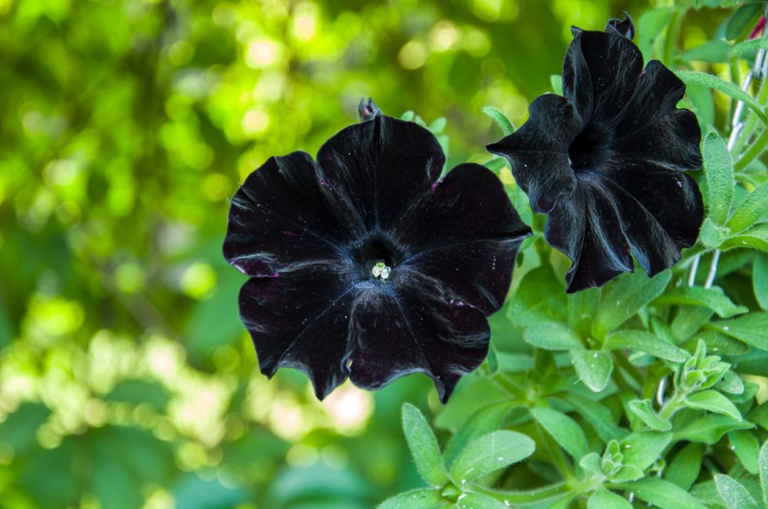 Care Guide For The Black Magic Petunia