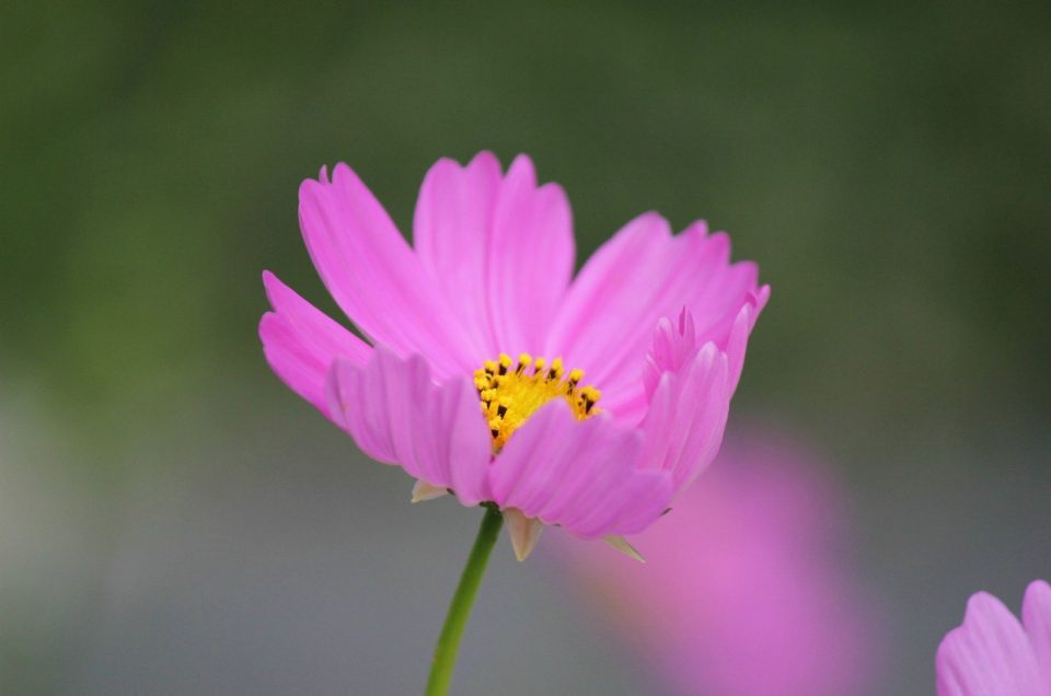 Cosmos Flower Meaning What Makes This Flower So Special?