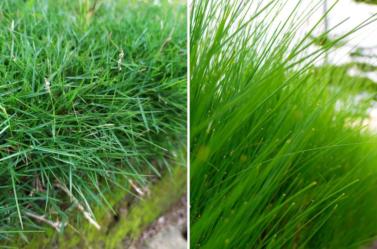 Which Grass Type Is Better: Zoysia Vs Bermuda