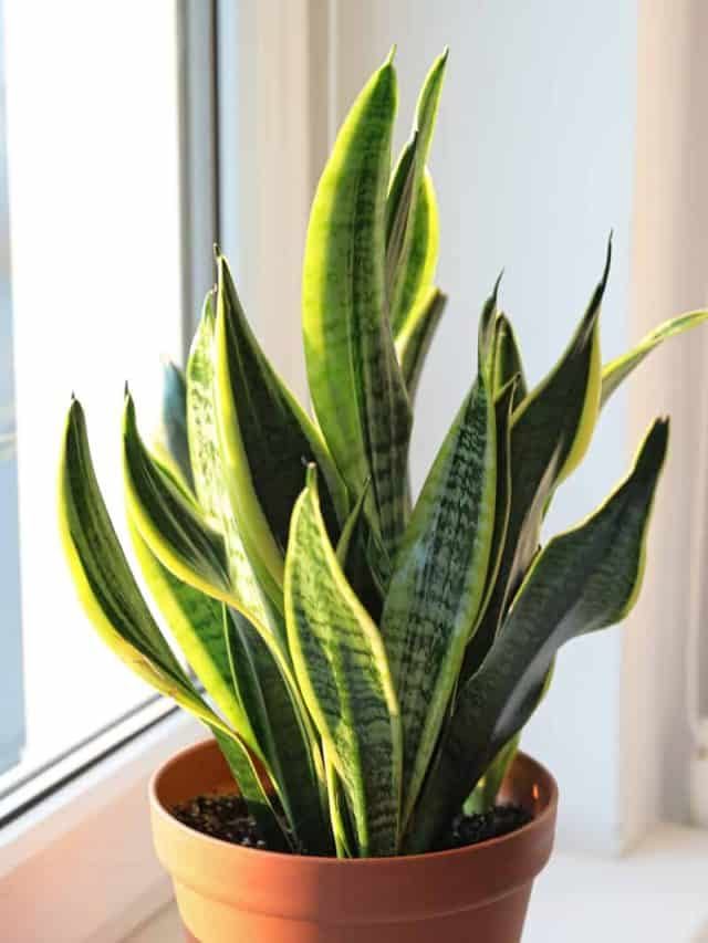 Snake Plant Not Growing: Causes & Solutions