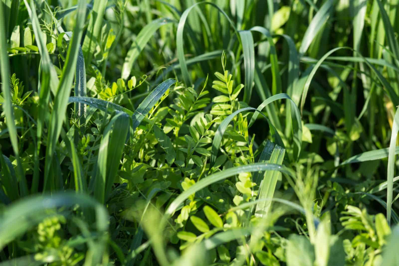 crops vetch and oats