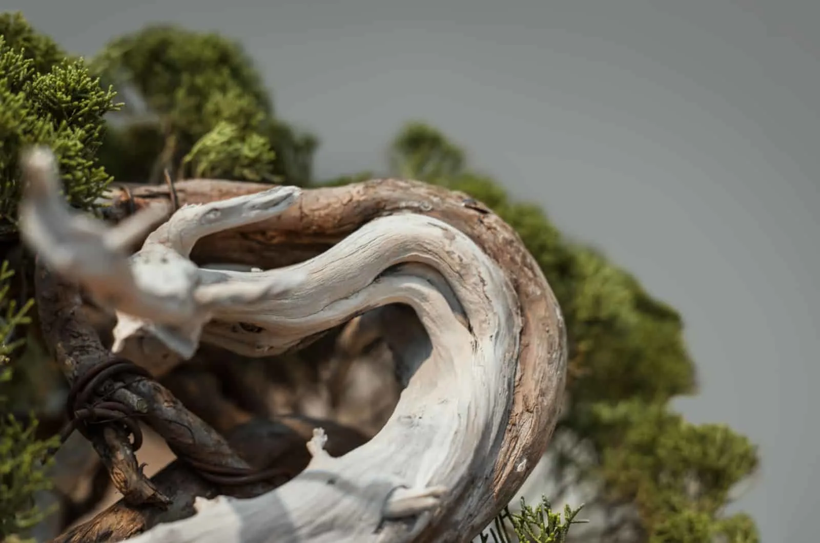 Bonsai tree stolen in Japan: Owners hope 400-year-old tree is watered