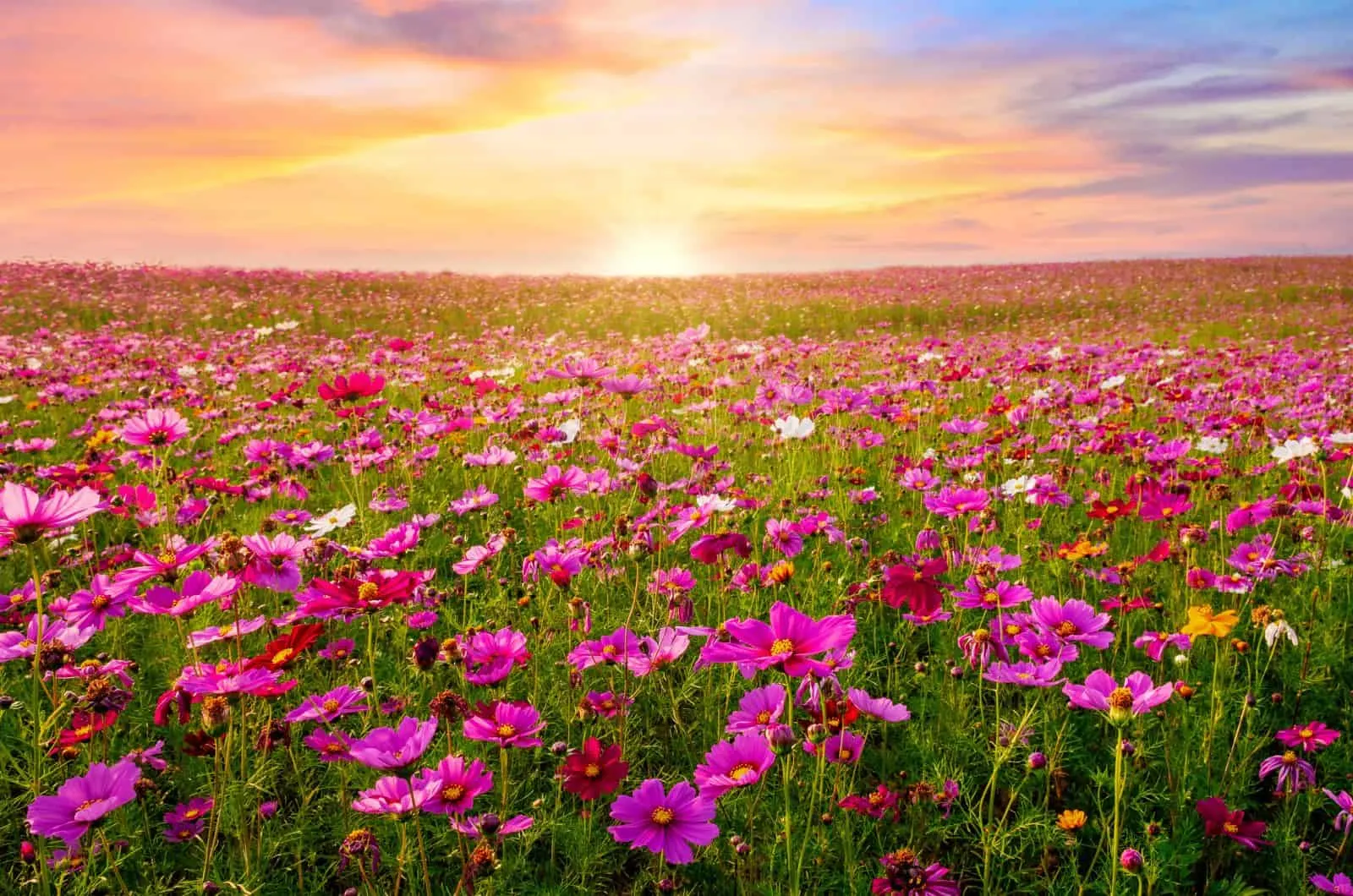 field of Cosmos Flowers in sunset