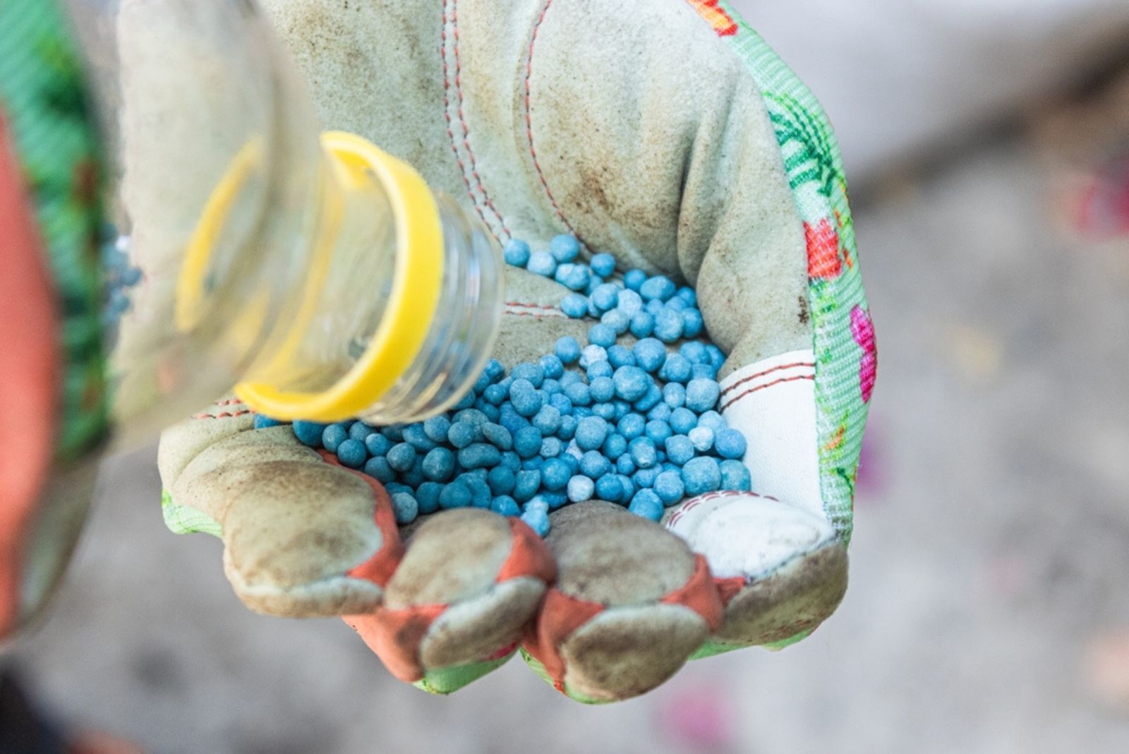 gardener putting fertilizer in glove