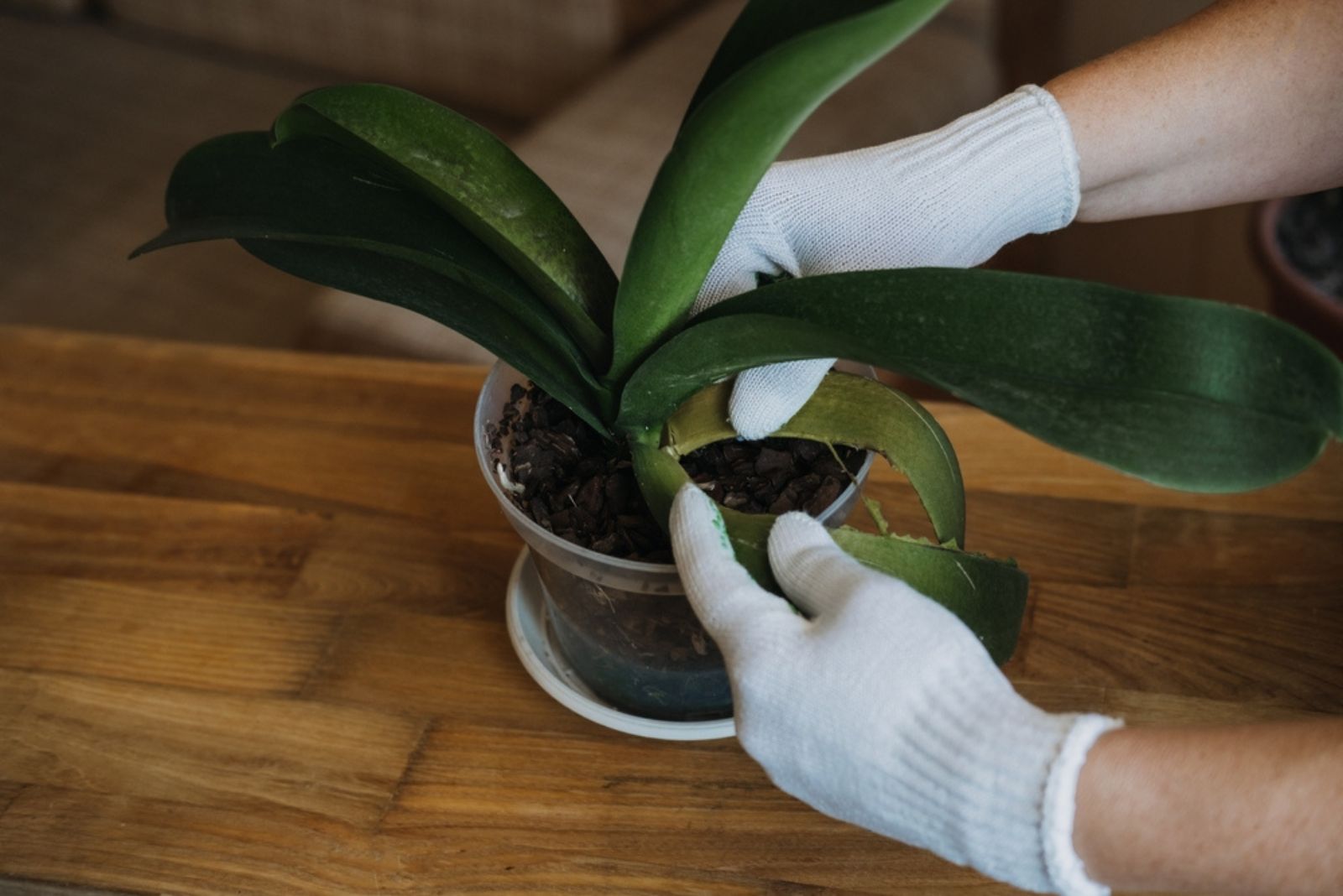 gardener removing dry leaves of orchid