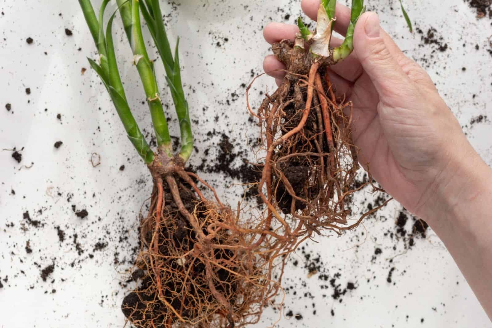 hand holding Dracena Sandera multiplied by root division