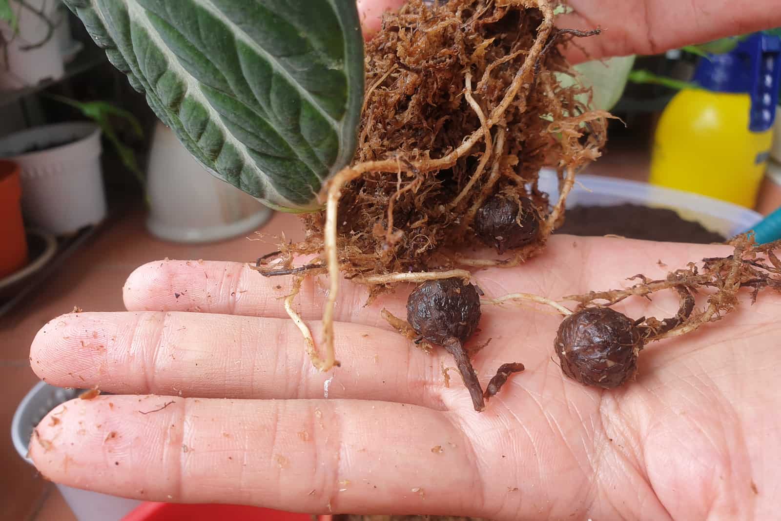 hand showing seeds of Alocasia plant