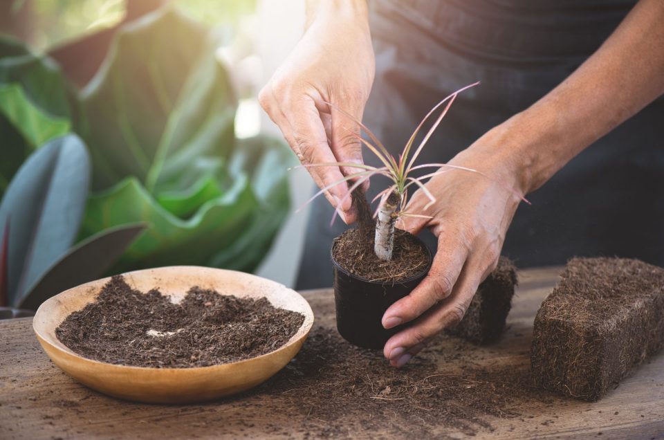 Benefits Of Using Coco Coir For Plants Indoors & Outdoors