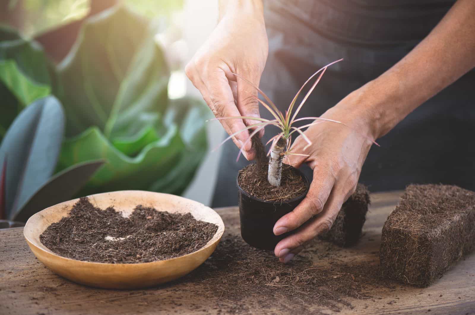 hands adding soil to plant pot