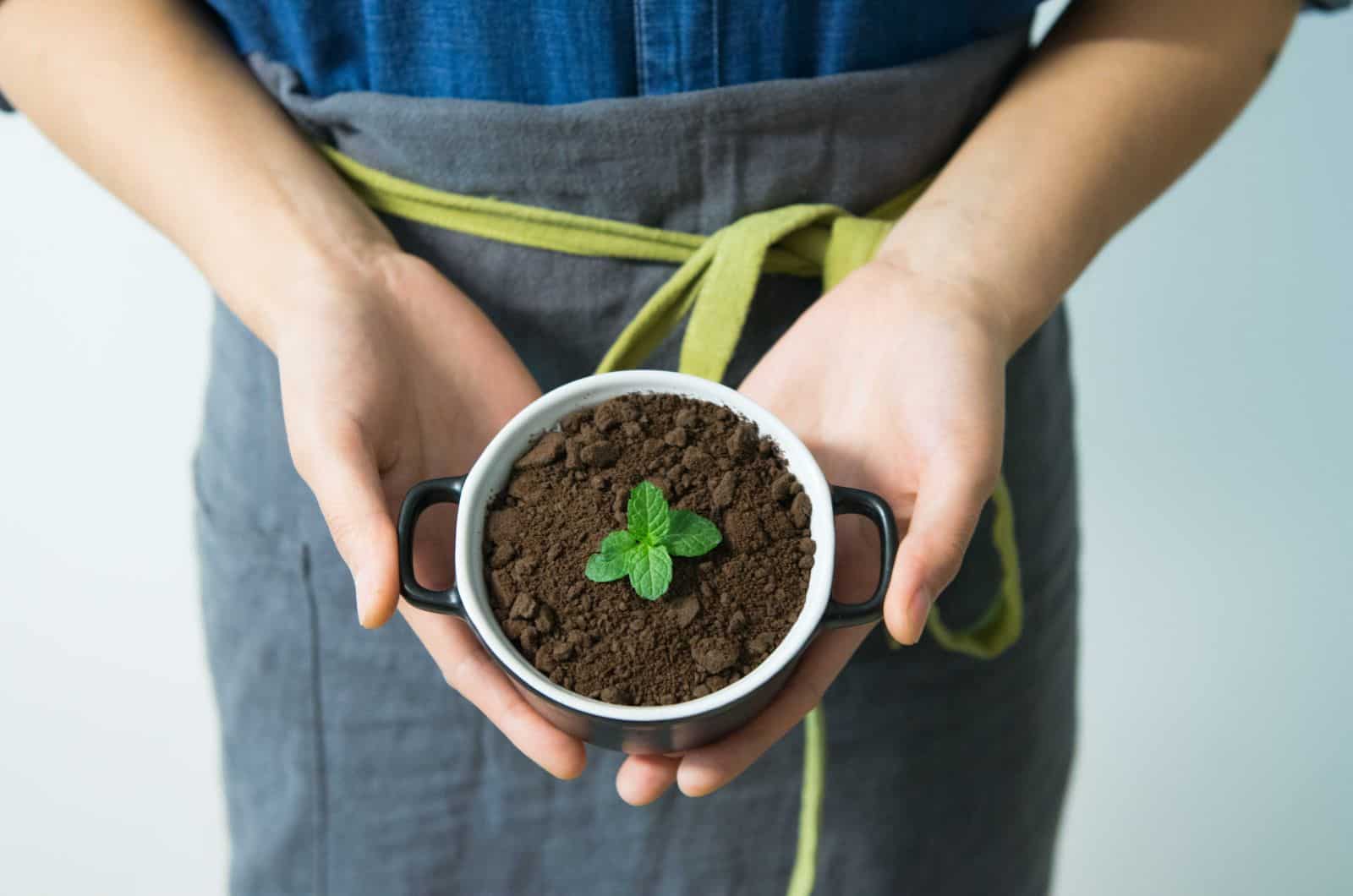 hands holding pot with little plant