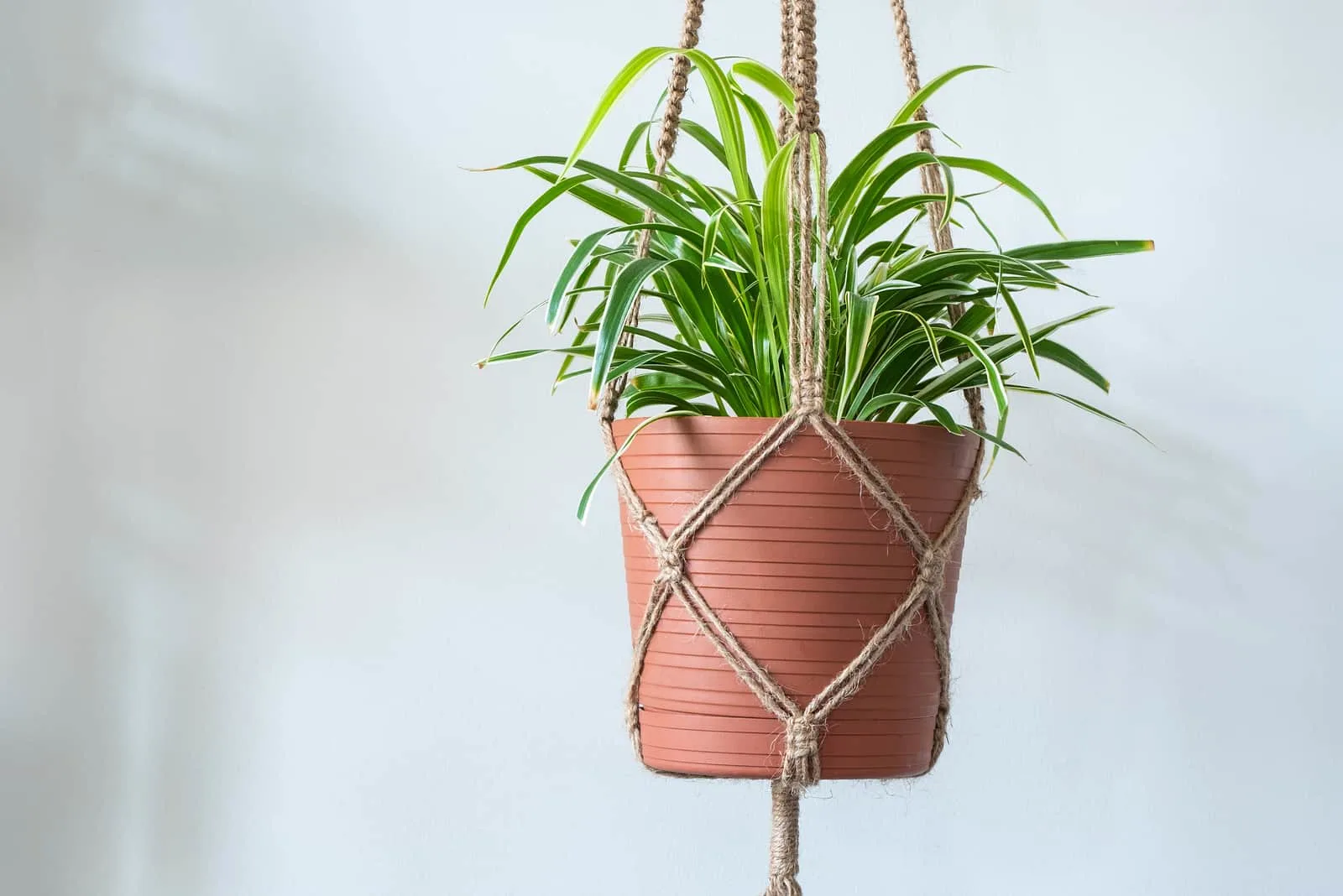 Spider plant in bathroom no light