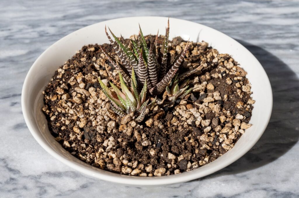 haworthia with yellow leaves