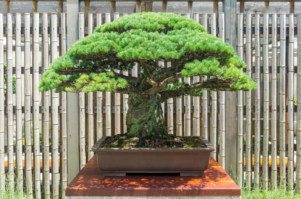 This Is How The Oldest Bonsai Tree In The Entire World Looks Like