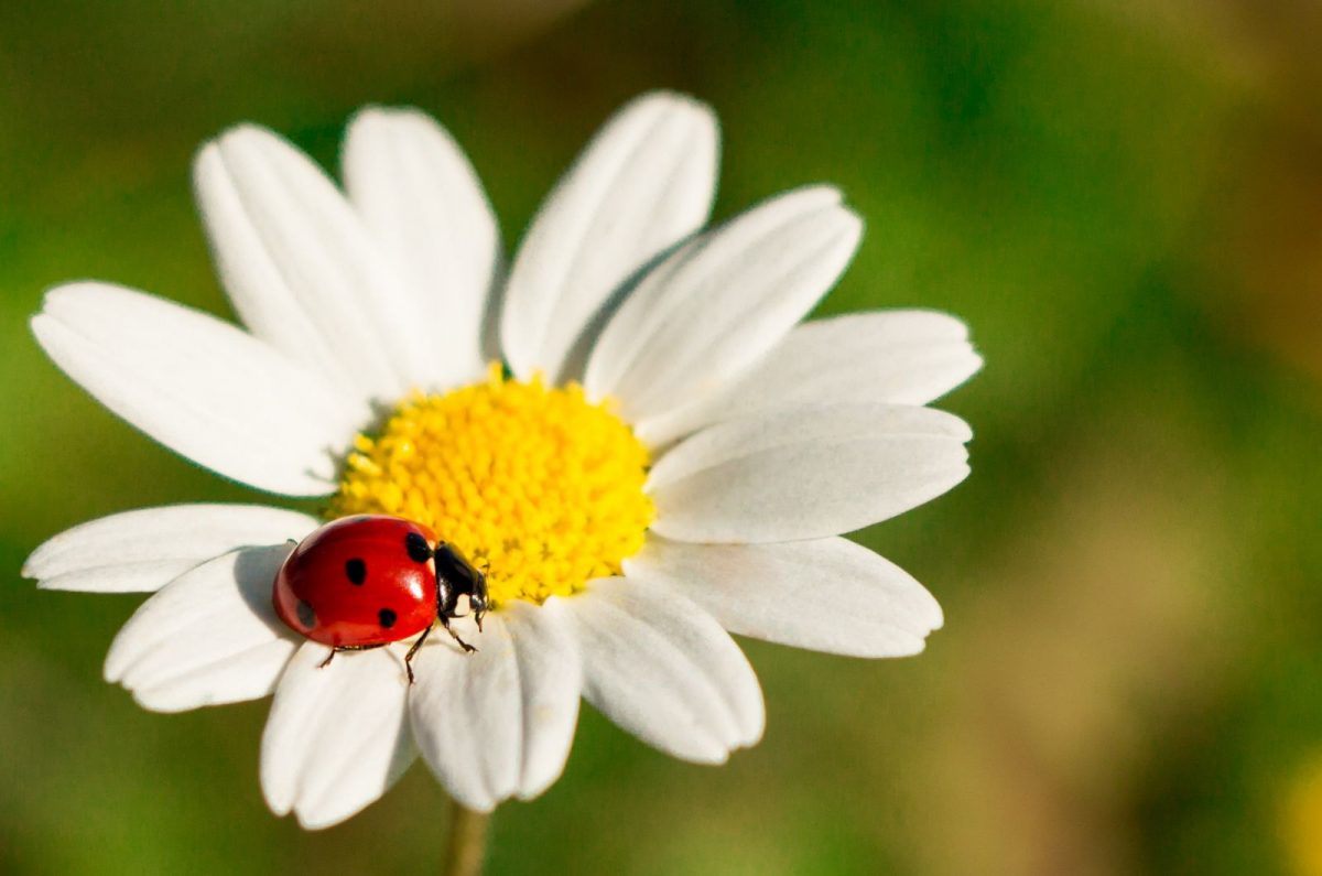 List Of Chamomile Companion Plants & Plants You Should Avoid