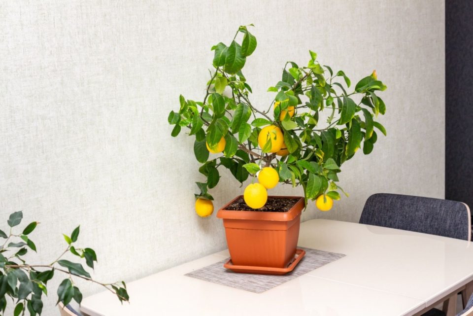 A Complete Guide Through The Lemon Tree Growth Stages