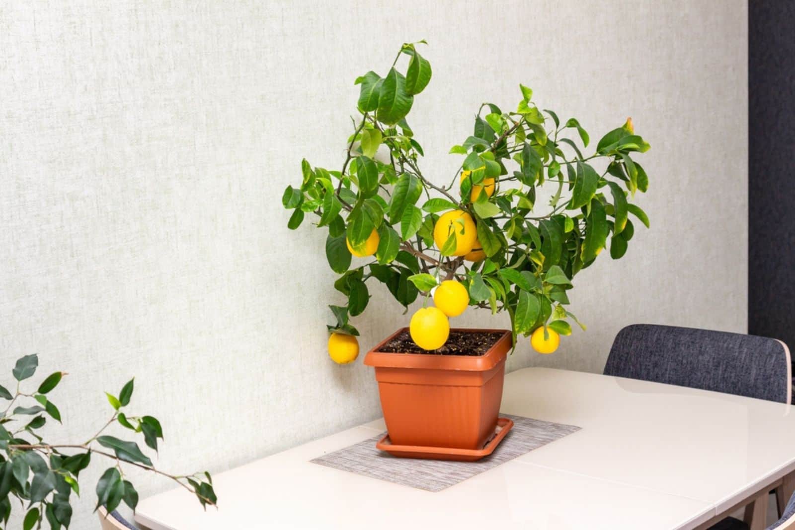 lemon tree in a pot on the table