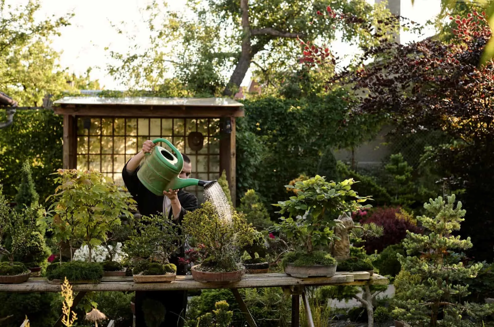 man watering bonsai in garden