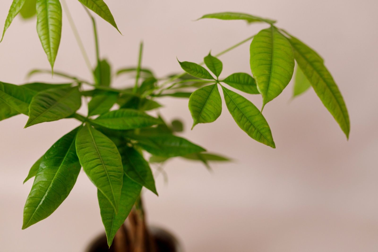 money tree plant