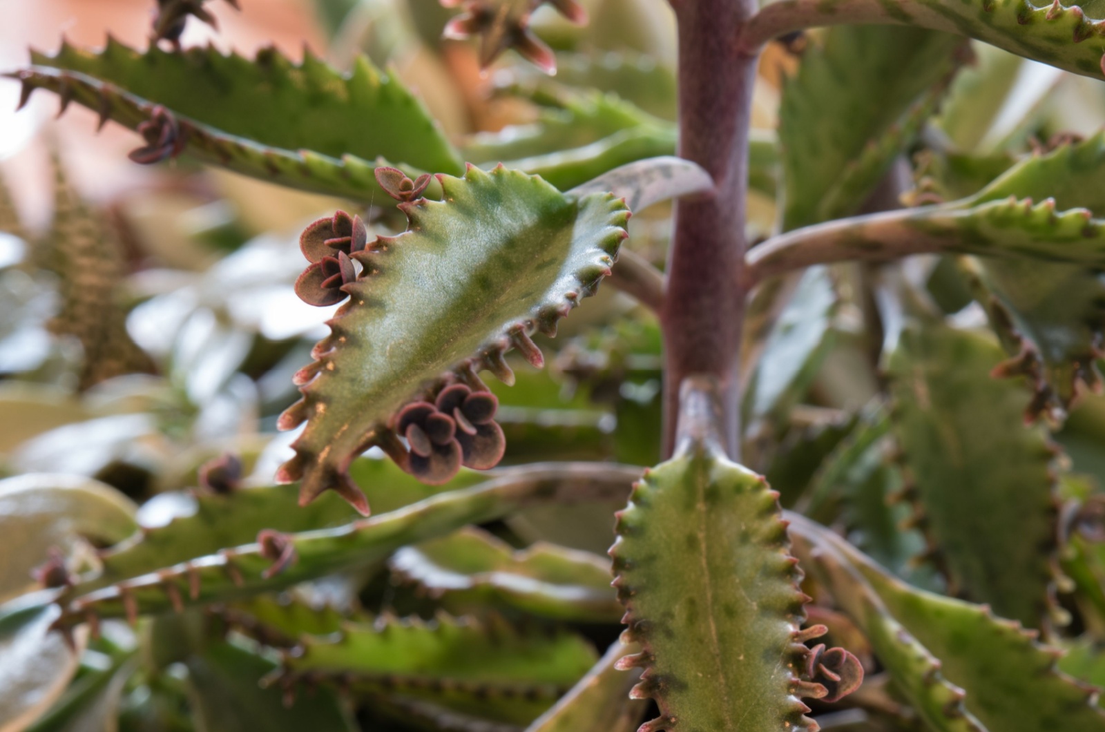 mother of millions succulent