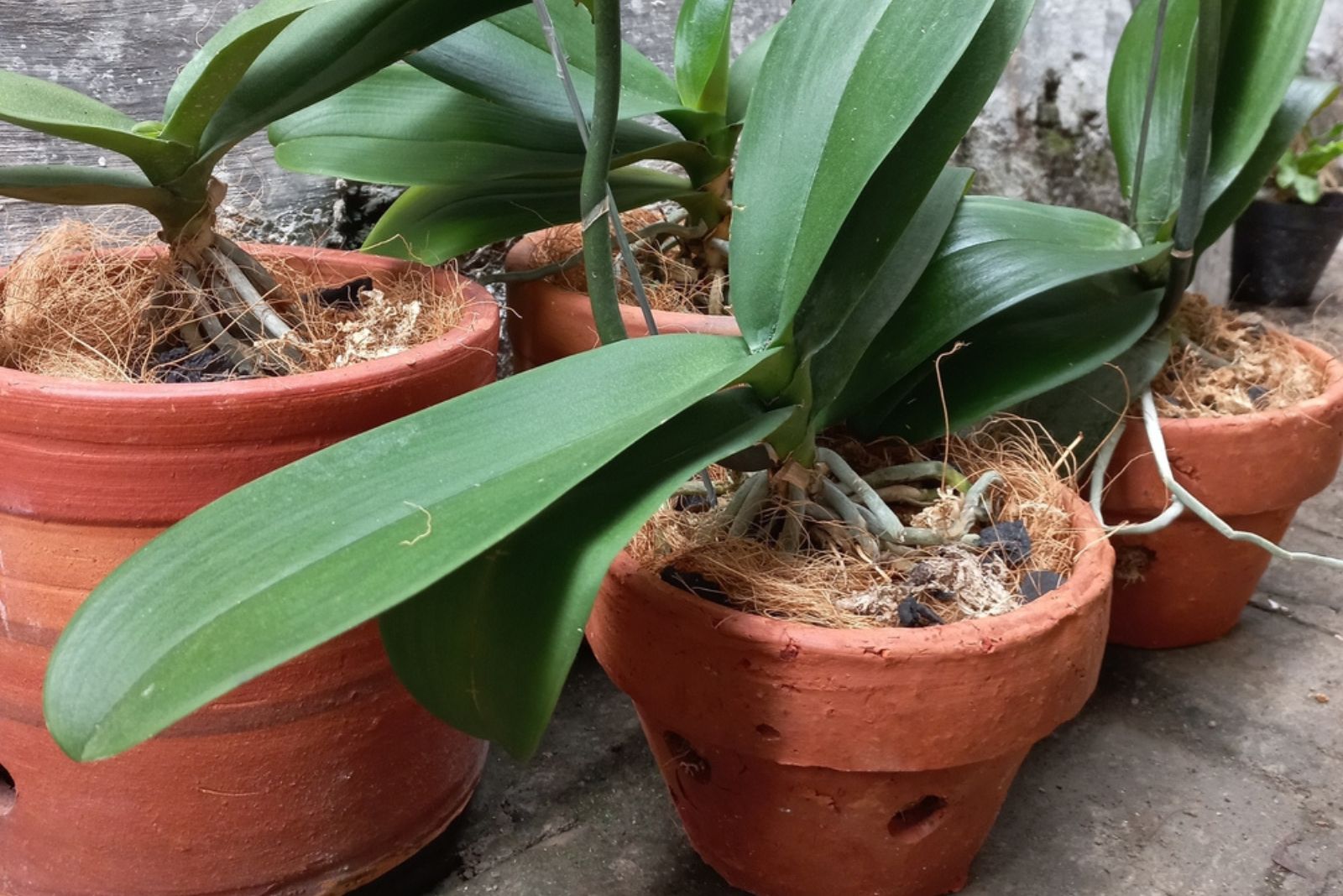 orchids in pots