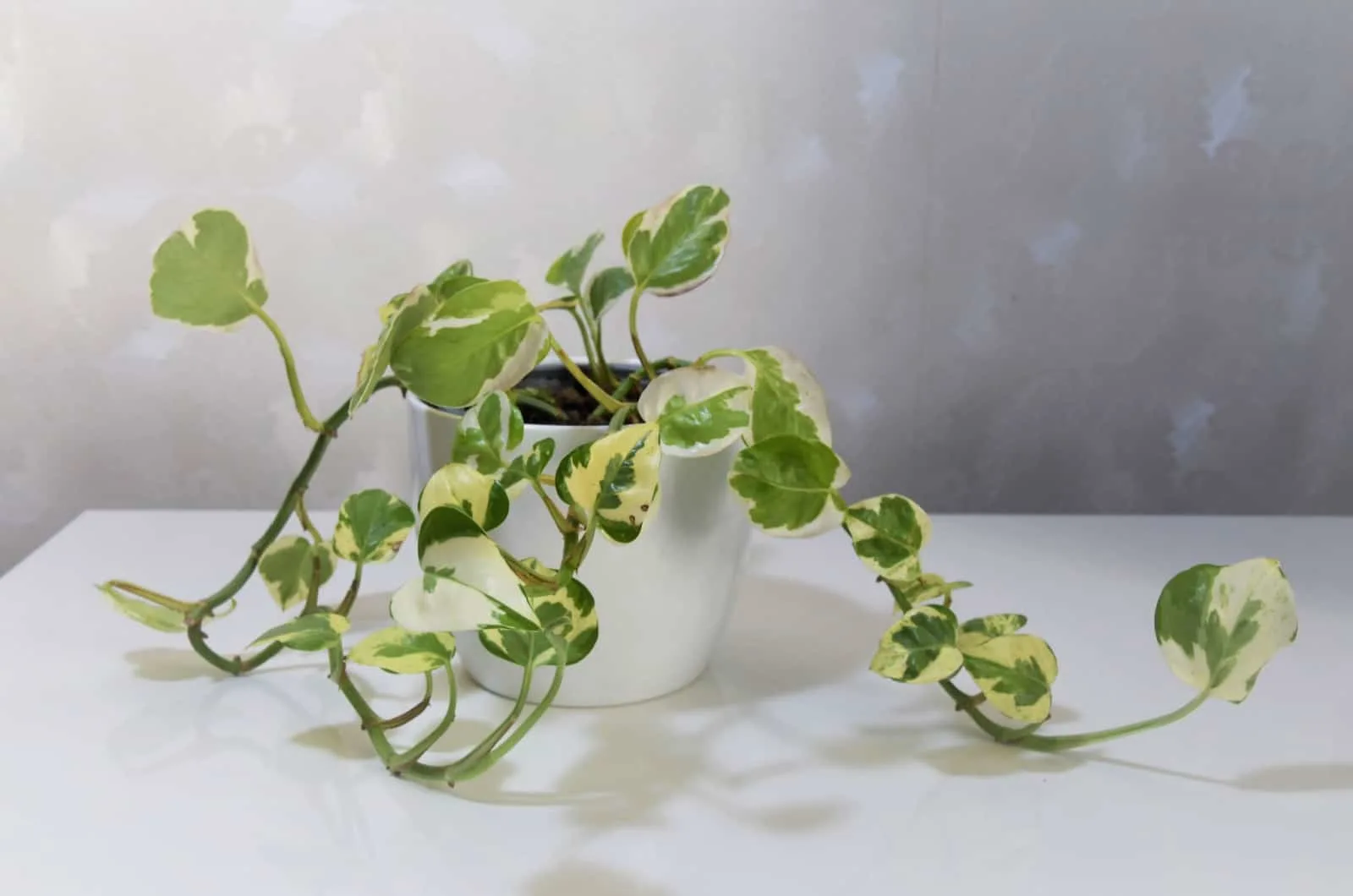 pearl and jade pothos
