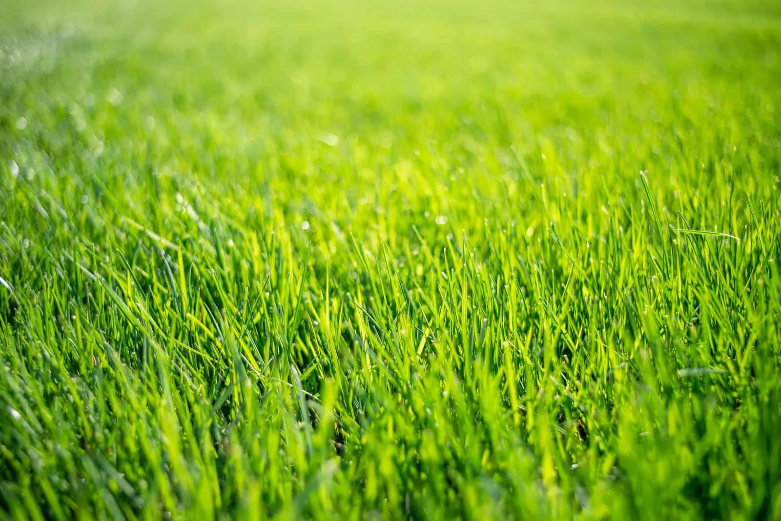 perfect green grass lawn