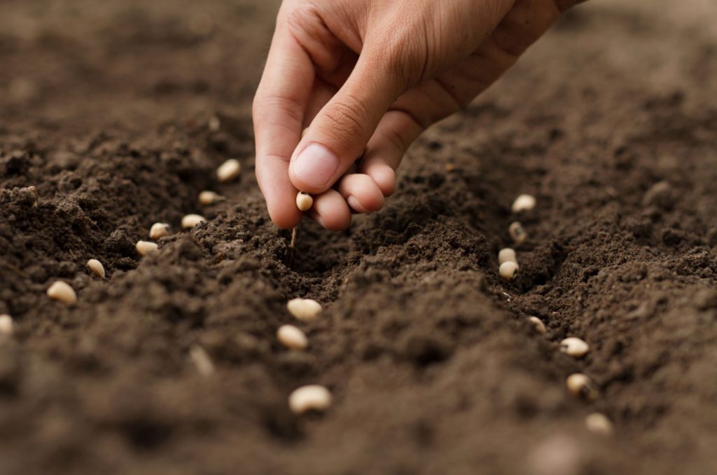 person sowing seeds